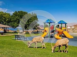 Many big horn sheep at Hemenway Park