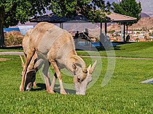 Many big horn sheep at Hemenway Park