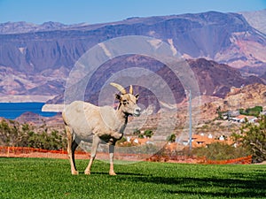 Many big horn sheep at Hemenway Park