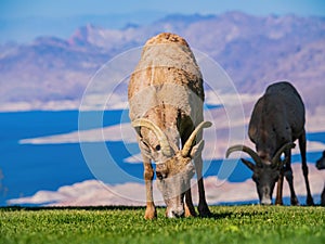 Many big horn sheep at Hemenway Park