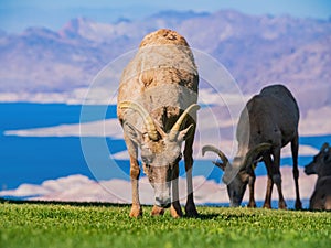 Many big horn sheep at Hemenway Park