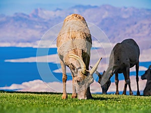 Many big horn sheep at Hemenway Park