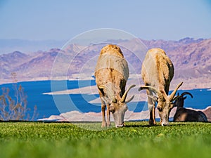 Many big horn sheep at Hemenway Park