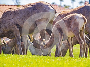 Many big horn sheep at Hemenway Park