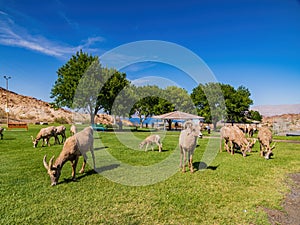 Many big horn sheep at Hemenway Park