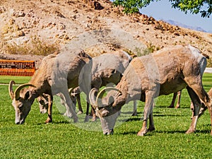 Many big horn sheep at Hemenway Park