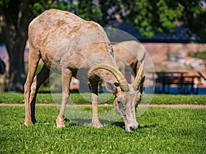 Many big horn sheep at Hemenway Park