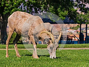 Many big horn sheep at Hemenway Park