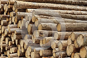 Many Big Pine Wood logs In Large Woodpile Background Texture