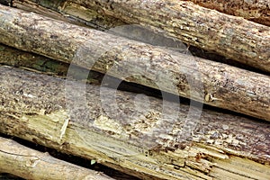 Many Big Pine Wood logs In Large Woodpile Background Texture