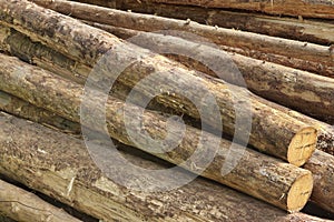 Many Big Pine Wood logs In Large Woodpile Background Texture