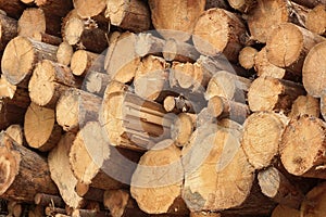 Many Big Pine Wood logs In Large Woodpile Background Texture