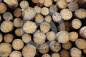 Many Big Pine Wood logs In Large Woodpile Background Texture