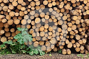 Many Big Pine Wood logs In Large Woodpile Background Texture