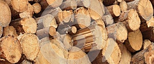 Many Big Pine Wood logs In Large Woodpile Background Texture