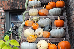 Many big small ripe orange grey green white bright pumpkins on old rusty metal ladder at pumpkin farm yard. Halloween