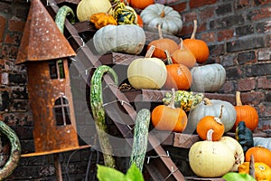 Many big small ripe orange grey green white bright pumpkins on old rusty metal ladder at pumpkin farm yard. Halloween