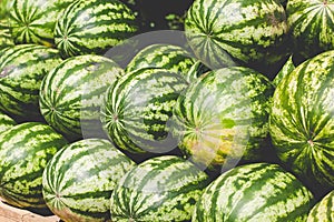 Many big sweet green watermelons. green background