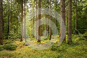 Many big trees in the forest, right in the middle is a path