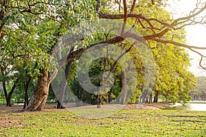 Many big trees at large urban public forest of Wachirabenchathat Park.