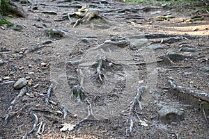 Many big and visible roots of old tree in mountain area forest