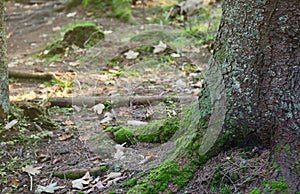 Many big and visible roots of old tree in mountain area forest