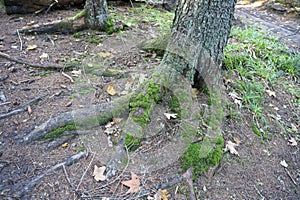 Many big and visible roots of old tree in mountain area forest