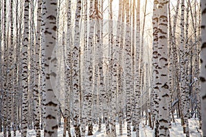 Many birch tree trunks background pattern / winter