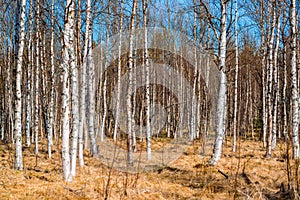 Many birch trees without leaves in spring