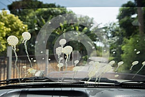 Many bird droppings  on the car glass