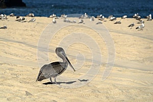 Pelican seagull many birds in baja california beach mexico