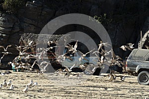 Pelican seagull many birds in baja california beach mexico