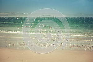 Many birds flying above beautiful sandy ocean beach on hot summer day.