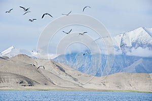 Many birds flying above the lake