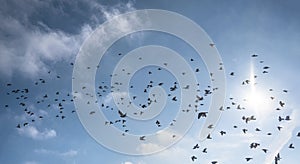 Many birds flying in the sky