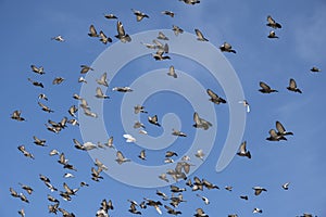 Many birds flying in the sky