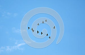 Many birds flying up in the cloud sky