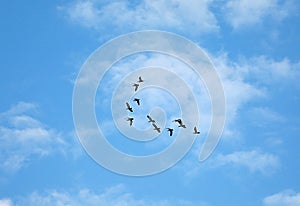 Many birds flying up in the cloud sky