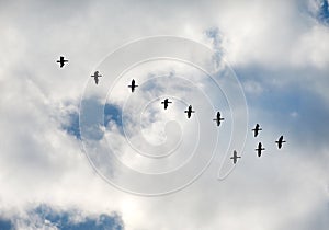 Many birds flying up in the cloud sky