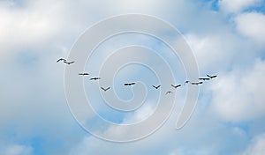 Many birds flying up in the cloud sky