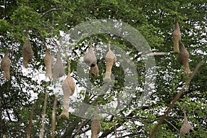 Many birds nest hanging on the trees.