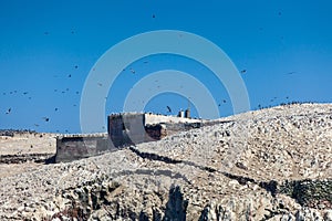 Are many birds on a rock and in the air, in center building, Ballestas island, Peru.