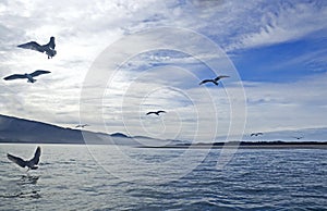 Many Birds Silhouetted Flying On Bay