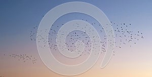 Many birds in the sky