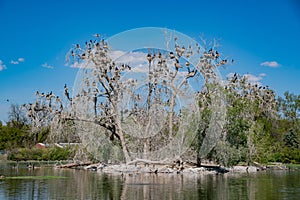 Many birds standing on a tree in the duck lake