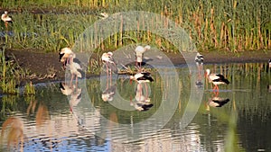 Many birds storks and seagulls on the shore of the lake near the green reeds