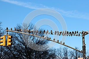 Many birds on traffic light