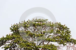 Many birds are on the tree at sunset.