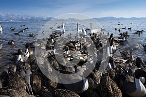 Many of birds wide life are in the lake in Fukushima, Japan