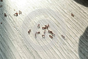 Many black ants on floor at home. Pest control